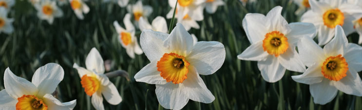 How to Plant and Grow Daffodils