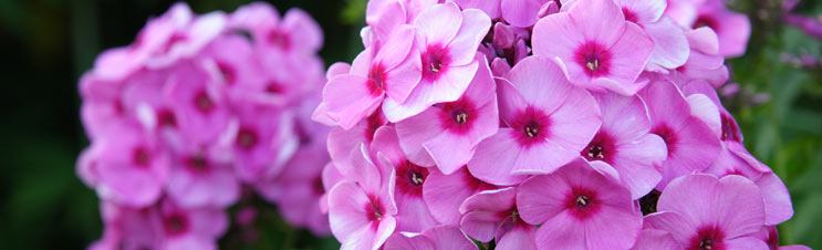 How to plant Phlox
