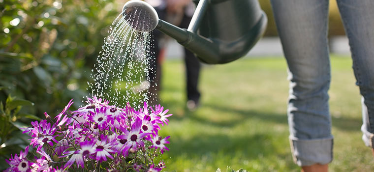 Summer watering – the fine line between sundried and soggy
