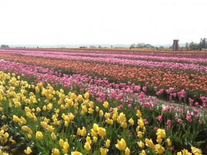 Oregon Tulips