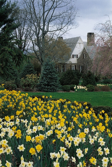 Naturalizing with daffodils