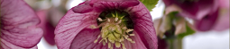 Wish you were here: Hellebores in Tipp City