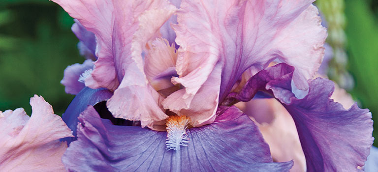 How an amateur botanist became iris royalty