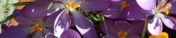 Crocus Celebrated as 2015 Flower Bulb of the Year