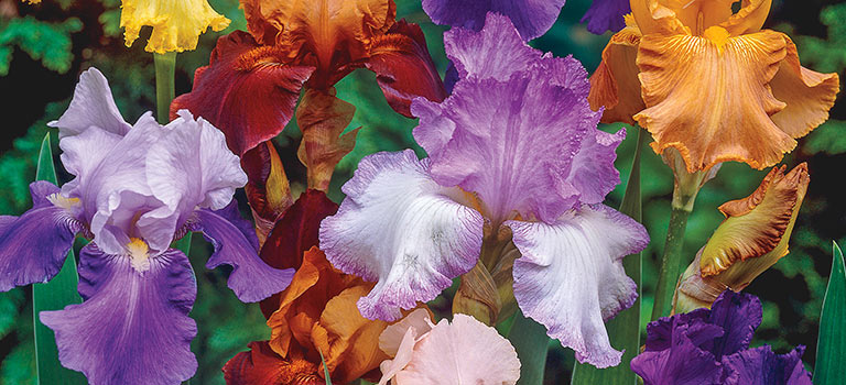 Summer Care for Your Iris bed