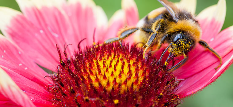 Honeybee on Red Flower