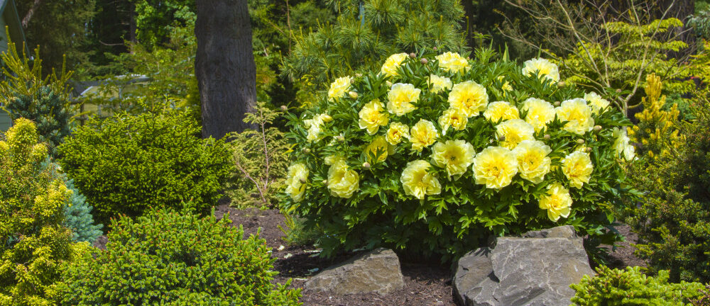 Guide to Growing Itoh Peonies
