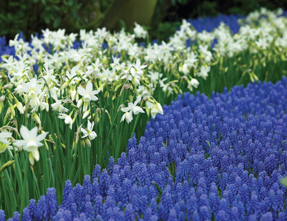 Fragrant Jonquils, Fragrant Daffodil Thalia, Blue Grape Hyacinth
