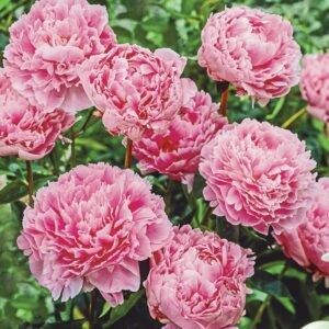 Double Peony Sarah Bernhardt