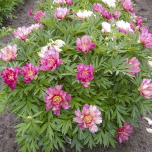 Paeonia_Julia_Rose_263_BR (2)