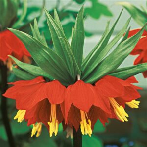 Red Maxima Crown Imperial