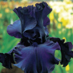 Dusky Challenger Iris 
