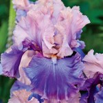 Florentine Silk Iris