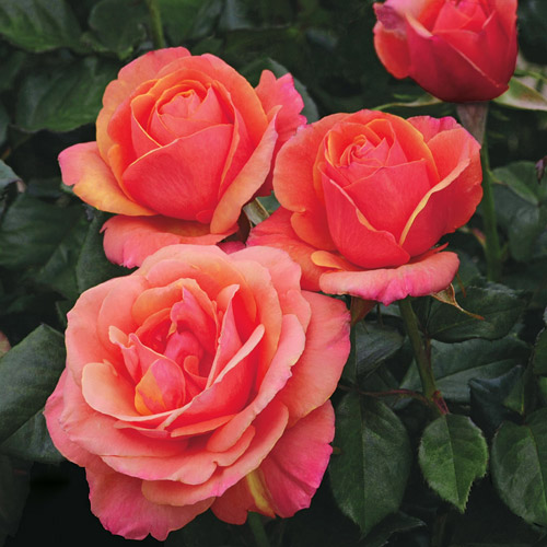 Researched and trialed by our growing partners at Weeks Roses for over 12 years, Anna's Promise was the first in a series of Downton Abbey Roses.