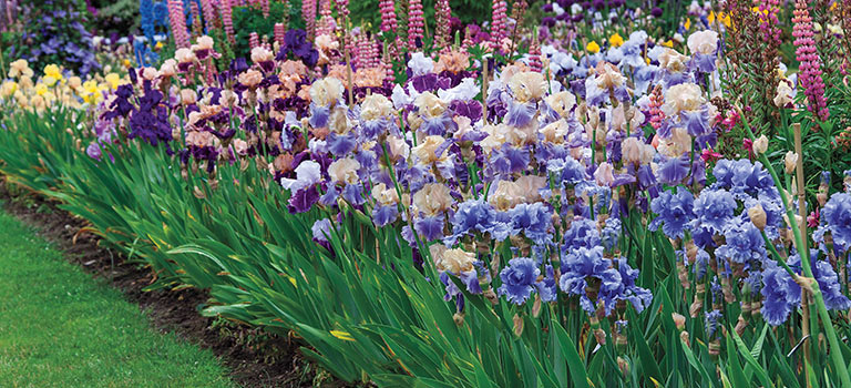 Growing the perfect irises | Breck's