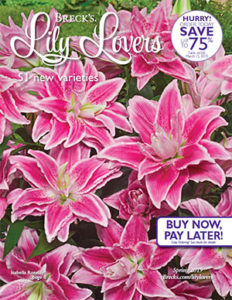 Lily Lovers catalog