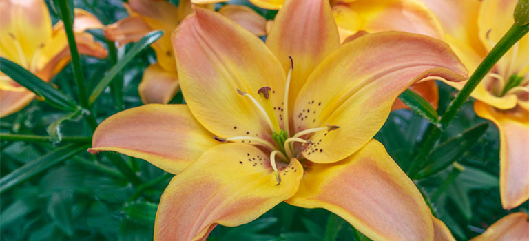 Easy Fantasy Asiatic lily