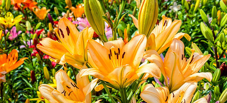 Lily Lovers Brecks 