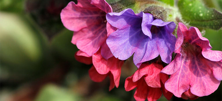 Lungwort flowers in bloom.