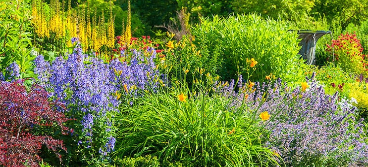 12 Full-Sun Perennials That Bloom All Summer | Breck's