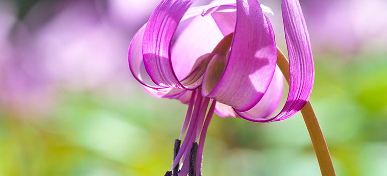 A Dog ‘s Tooth Violet flower in bloom.