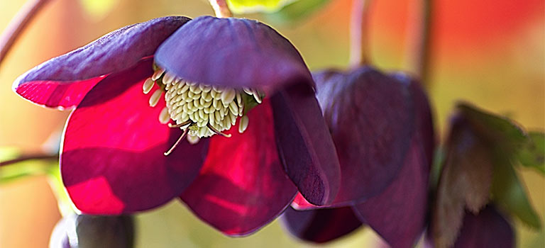 A helleborus flower in bloom.