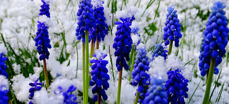 Grape hyacinth flowers in bloom.