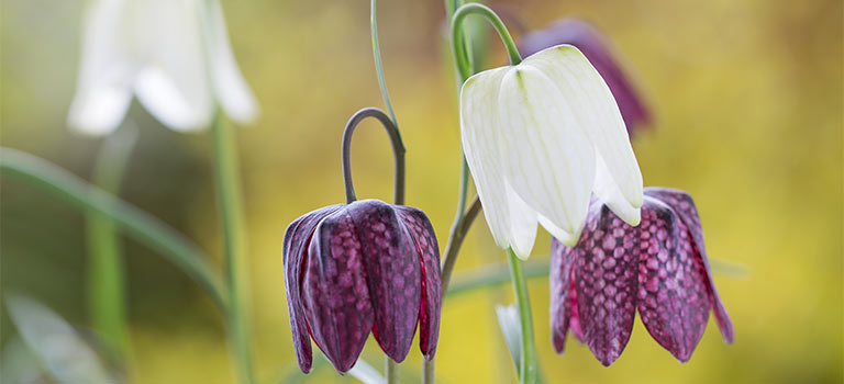 Fritillaria flowers in bloom. 