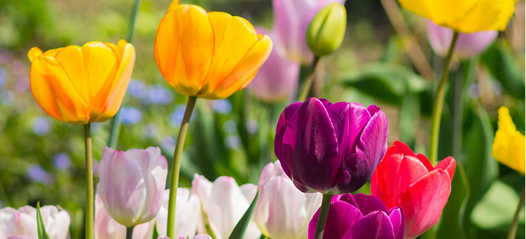 Tulip flowers in bloom.