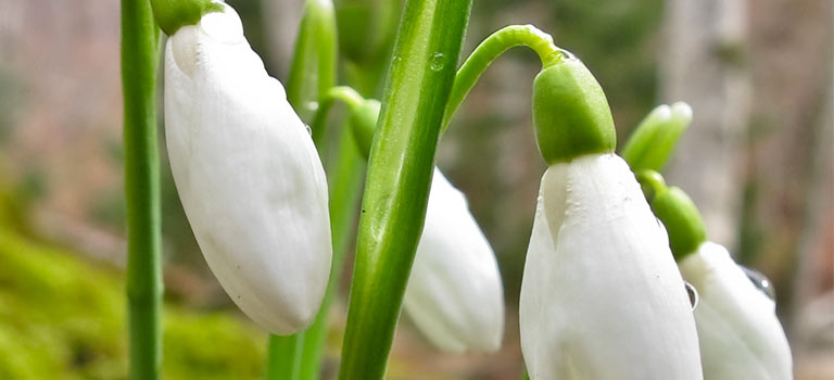 Early Snowdrops in bloom.