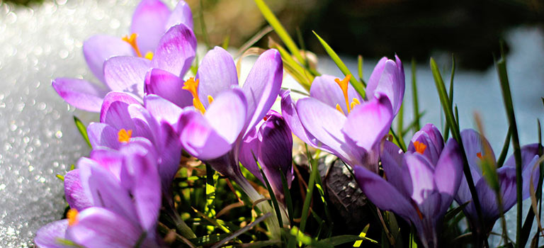 Dutch crocus flowers in bloom.