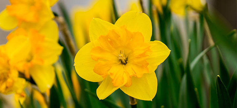 Daffodil flowers in bloom.