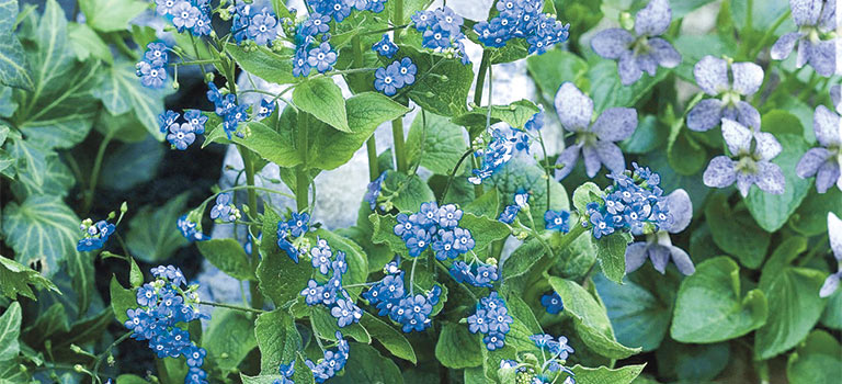 Siberian Bugloss flowers in bloom.