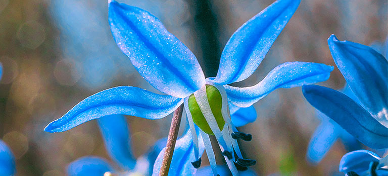 A Star of Holland flower in bloom.