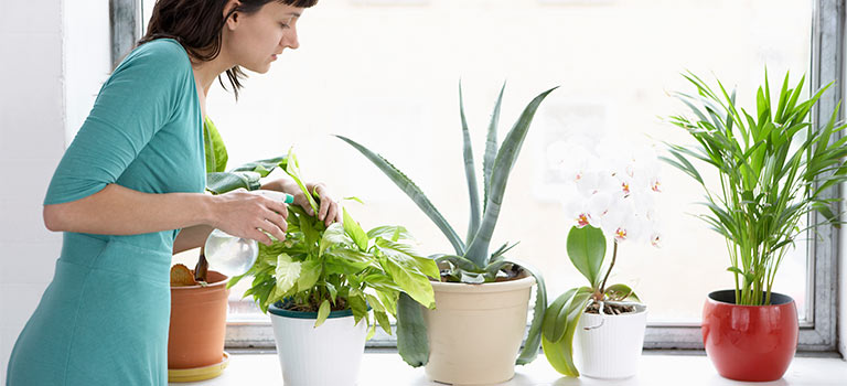 Easy tp grow houseplants blog 1