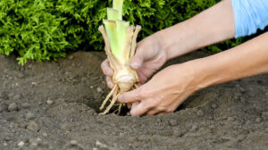 Iris_Rhizome_planting