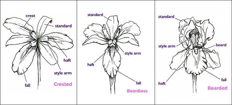 How to grow bearded iris blog 5
