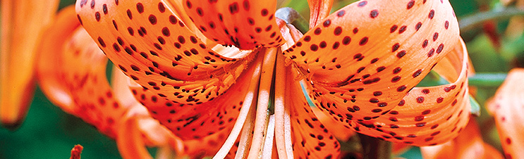 The Orange Tiger Lily offers bold color and dramatic spots.