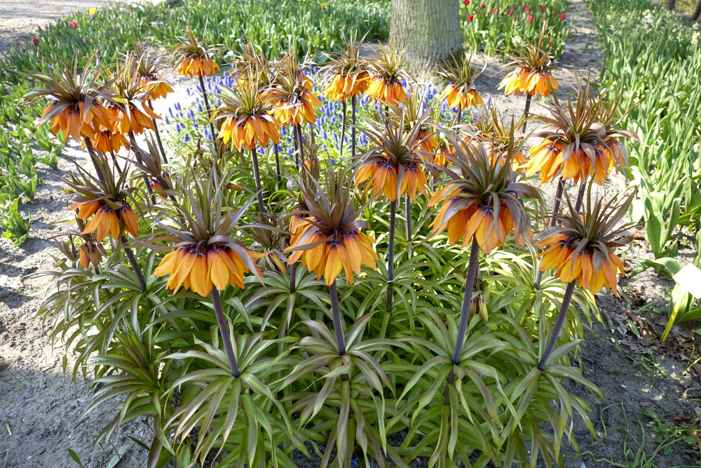 Fritillaria_Sunset_Crown_4527_BR (1)