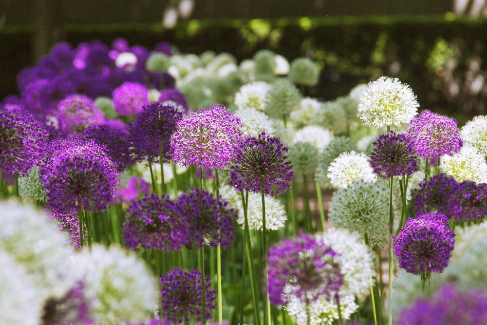 Giant Allium Duet, Two Months of Allium Mixture